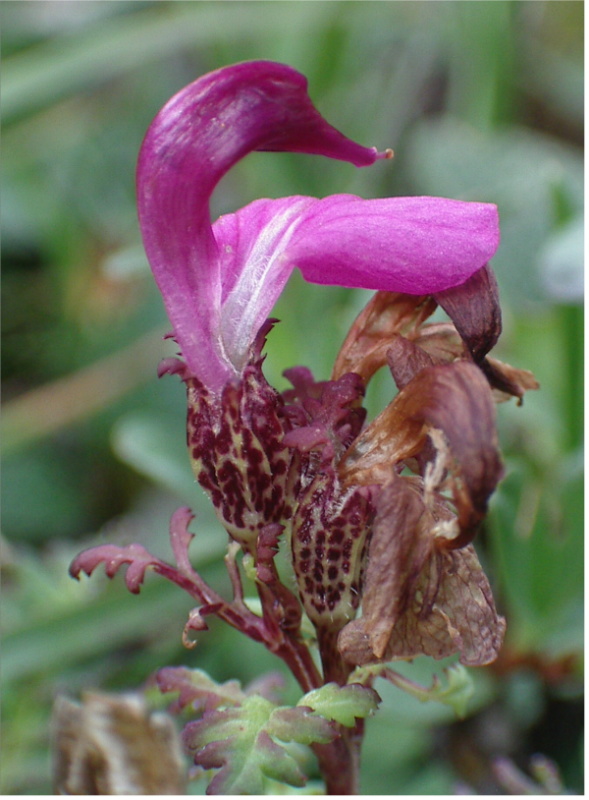 Pedicularis kerneri / Pediculare di Kerner